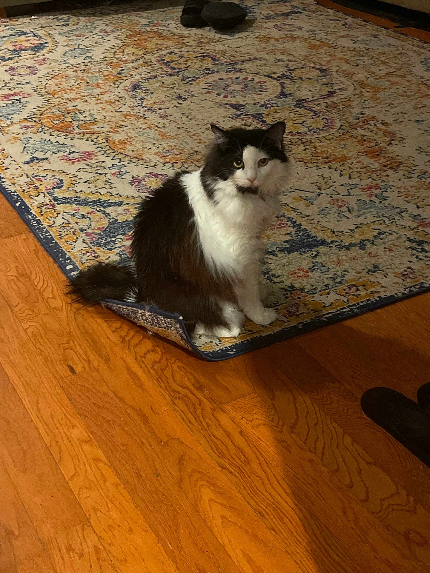 Jeffersen is registered to the contest to win money with this photo: cat, black_and_white, fluffy, indoor, rug, patterned_rug, wooden_floor, curled_rug_edge, pet, animal, sitting, fur, whiskers, ears, tail, home, living_room, flooring, cute, domestic_cat