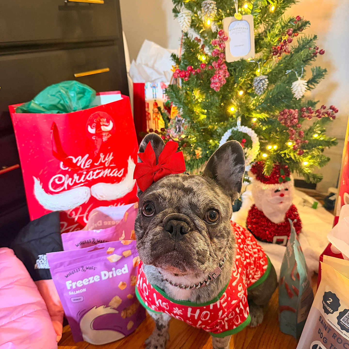 Stormi Grey is registered to the contest to win money with this photo: bow, celebration, christmas_sweater, christmas_tree, cute, dog, dog_treats, festive, french_bulldog, gift_bags, green, holiday, holiday_decorations, indoor, lights, ornaments, pet, red, seasonal, wooden_floor