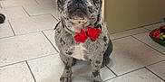 Stormi Grey joined the competition — help win amazing prizes! french_bulldog, dog, brindle, bow_tie, red, nail_polish, tile_floor, indoor, pet, cute, animal, sitting, ears_up, looking_at_camera, collar, household, kitchen, floor_tiles, domestic, small_dog