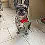 french_bulldog, dog, brindle, bow_tie, red, nail_polish, tile_floor, indoor, pet, cute, animal, sitting, ears_up, looking_at_camera, collar, household, kitchen, floor_tiles, domestic, small_dog