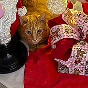 Archie is registered to the contest to win money with this photo: black, cat, christmas_tree_skirt, closeup, curious, cute, decorations, festive, floor, gift_box, gingerbread_pattern, holiday, indoor, orange_tabby, peeking, pet, red, ribbon, santa_figurine, white