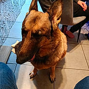 Amélia a rejoint le concours — aidez-le/la à gagner de superbes lots ! bone, bone_chewing, brown_fur, casual_clothing, chair, dog, ears, german_shepherd, human_leg, indoor, jeans, living_room, mouth, paw, person, pet, relaxed, seated, shadow, tile_floor