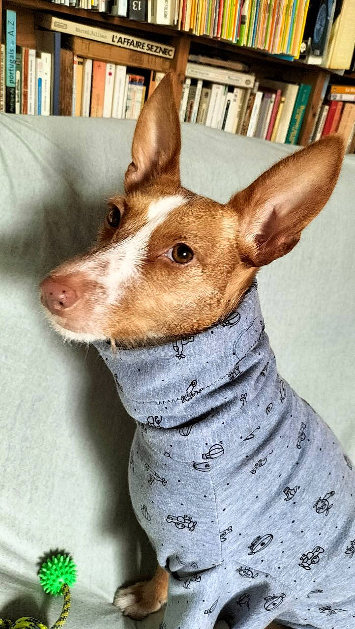 Pistache participe au concours pour gagner de l'argent avec cette photo : bookcase, canidae, carnivore, collar, companion_dog, dog, dog_breed, dog_collar, dog_supply, ear, fawn, liver, publication, shelf, shelving, snout, sporting_group, whiskers, wood, working_animal