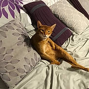 Abby is registered to the contest to win money with this photo: animal, bed, cat, cozy, cute, domestic_cat, feline, fur, ginger_cat, gray, indoor, lying_down, patterned_pillow, pet, pillow, purple, relaxed, resting, whiskers, white