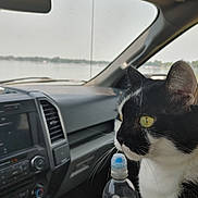 Oreo joined the competition — help win amazing prizes! cat, black_and_white, animal, pet, car_interior, water_bottle, dashboard, window, lake, outdoor_view, side_profile, whiskers, yellow_eyes, reflection, seat, travel, road_trip, calm, daytime, vehicle