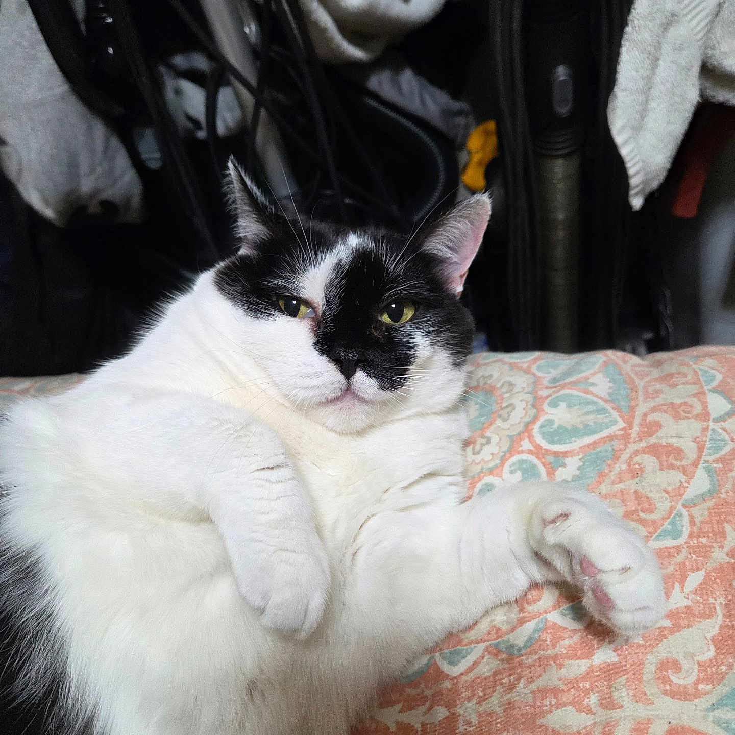 Oreo
