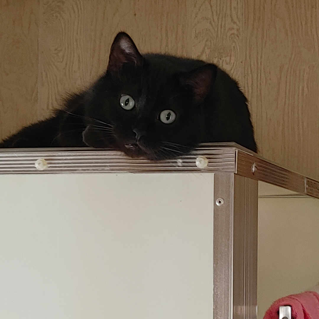 Leo joined the competition — help win amazing prizes! animal, black_cat, cabinet, cat, close_up, curious, ears, feline, fur, household, indoor, looking_up, pet, pink_towel, resting, towel, whiskers, white_towel, wide_eyes, wood_paneling