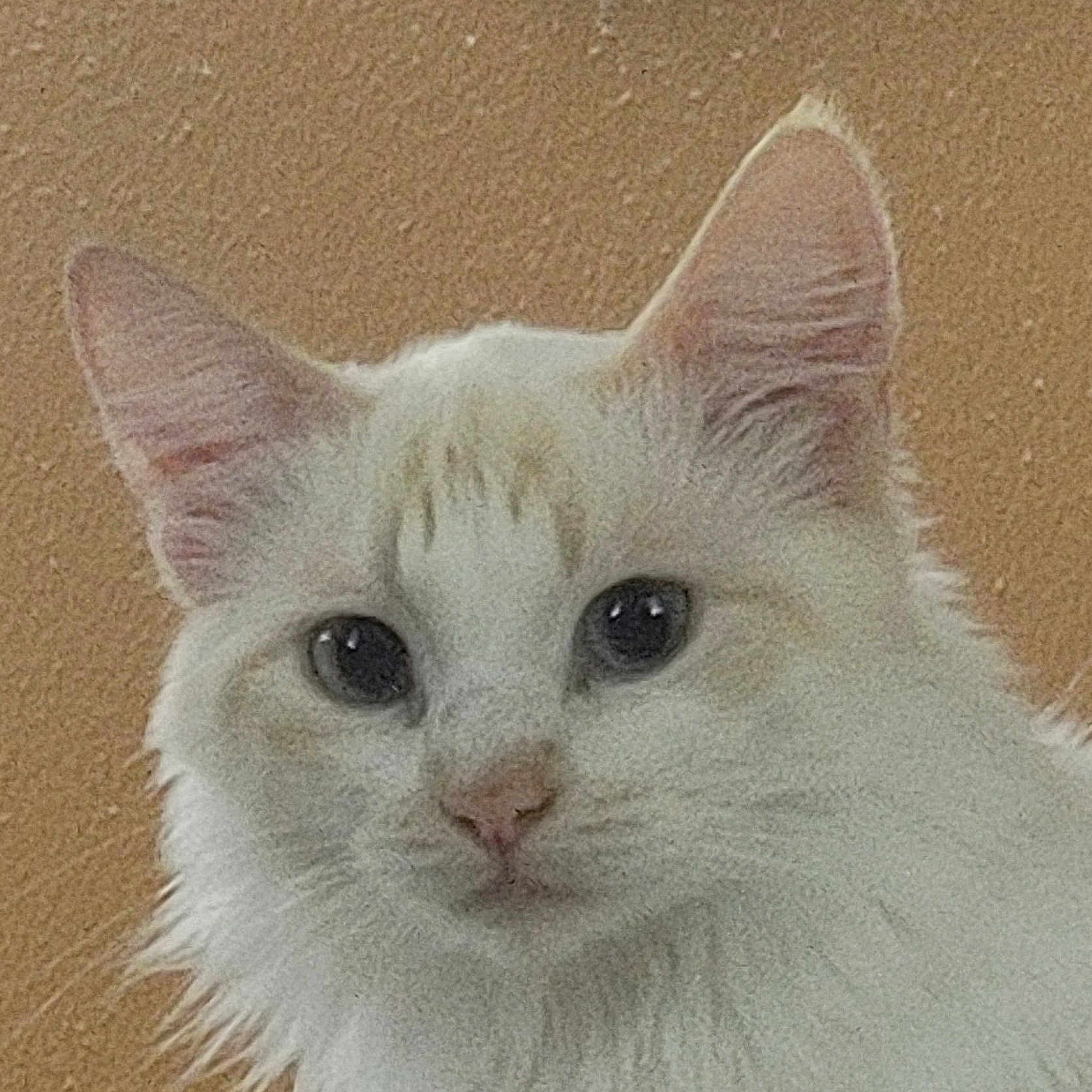 Nala