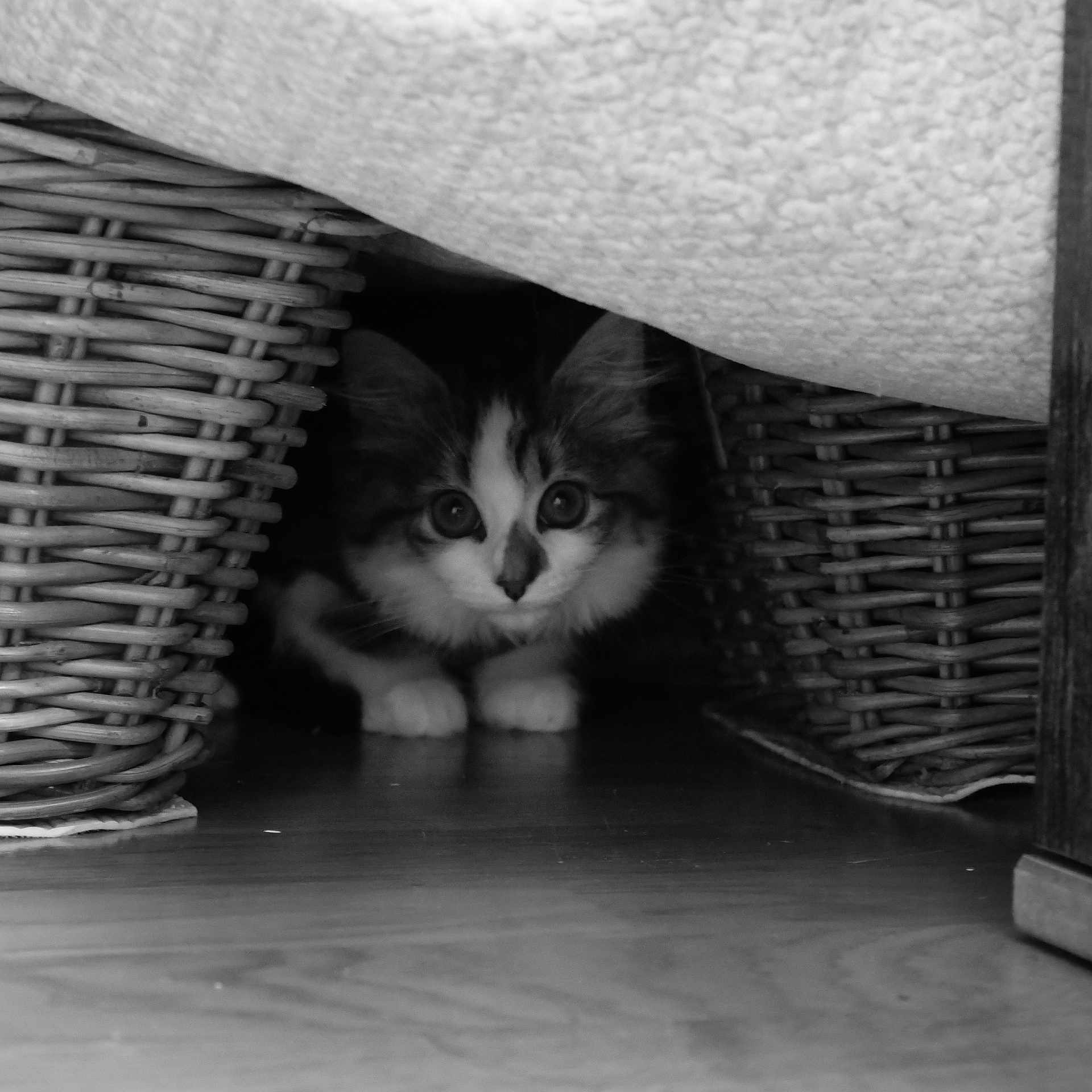 Tchai a rejoint le concours — aidez-le/la à gagner de superbes lots ! animal, black_and_white, cat, cozy, curious, cute, eyes, feline, floor, fur, hiding, home, indoor, kitten, pet, small, whiskers, wicker_basket, wooden_floor, young