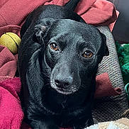 Hudson Hawk is registered to the contest to win money with this photo: dog, black_dog, pet, animal, portrait, close_up, sitting, blankets, couch, indoors, brown_eyes, floppy_ears, black_fur, shiny_coat, tennis_ball, plush_toy, cozy, home, soft_furnishings, looking_at_camera