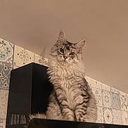 Wasabi participe au concours pour gagner de l'argent avec cette photo : cat, fluffy, kitchen, tiles, black, appliance, indoor, pet, feline, gray, striped, sitting, looking, fur, ears, eyes, domestic, cute, animal, appliance_top