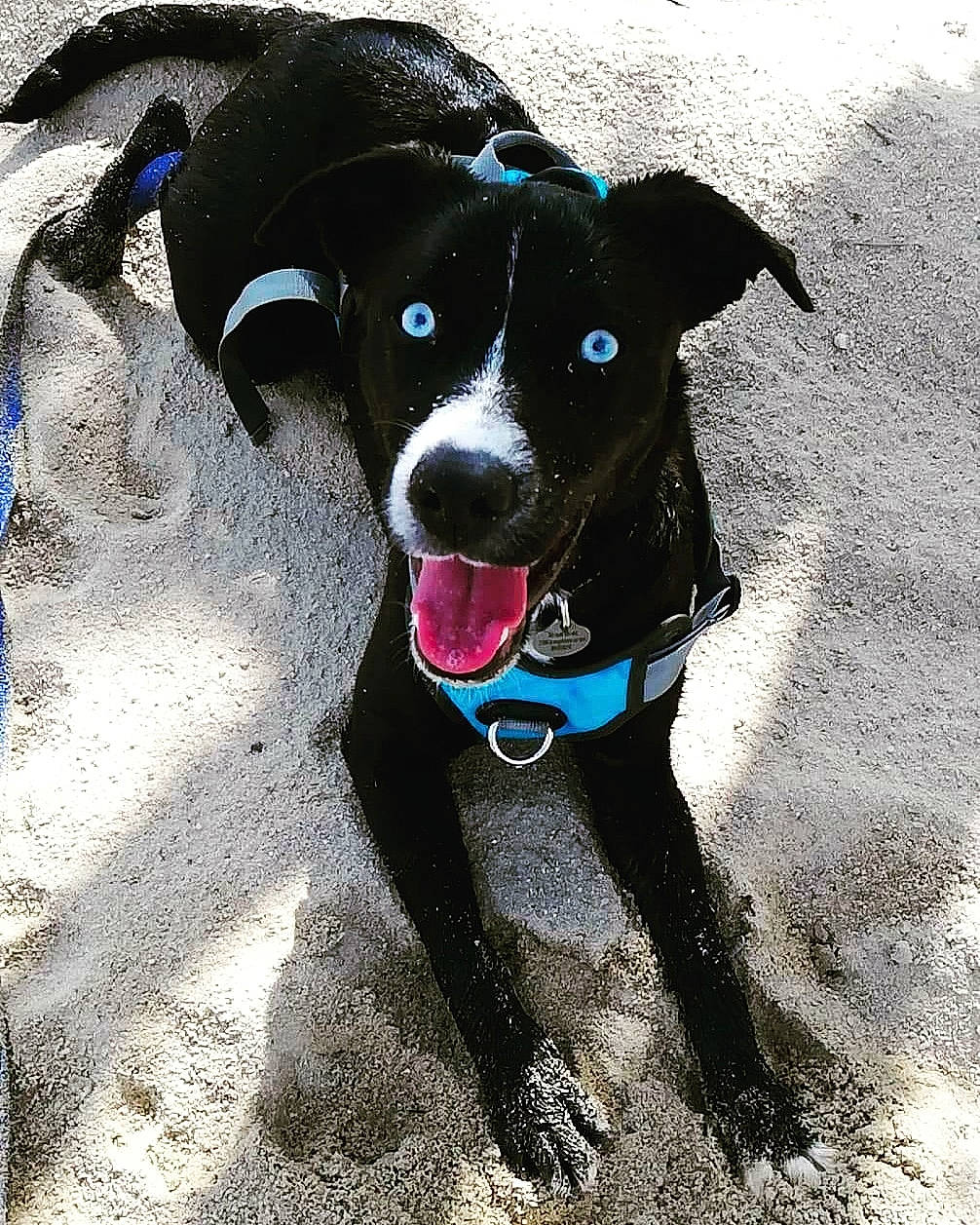 Bloo participe au concours pour gagner de l'argent avec cette photo : canidae, carnivore, collar, companion_dog, dog, dog_breed, dog_collar, dog_supply, electric_blue, fashion_accessory, freezing, guard_dog, leash, personal_protective_equipment, pet_supply, road_surface, shadow, snout, sporting_group, working_animal