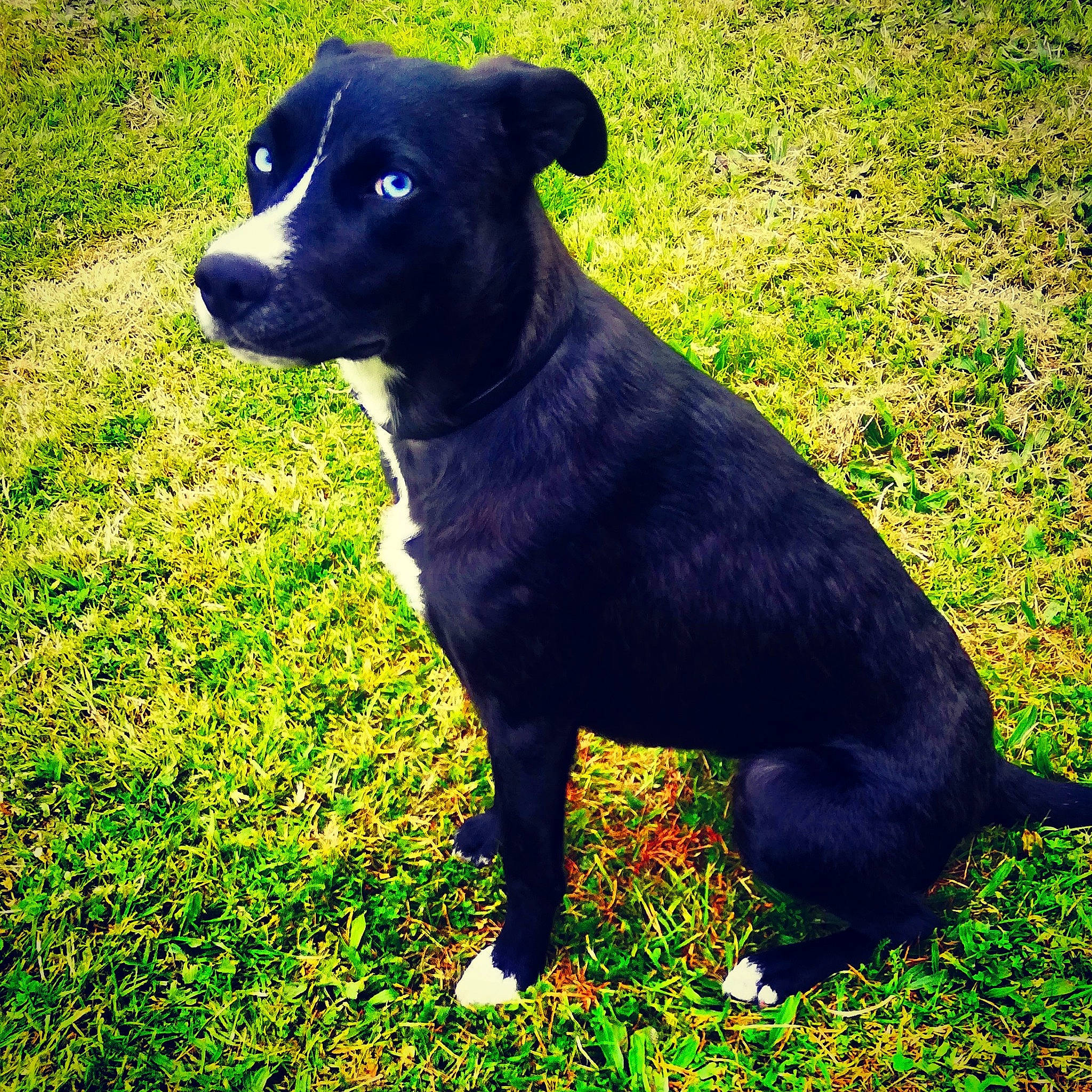 Bloo a rejoint le concours — aidez-le/la à gagner de superbes lots ! borador, canidae, carnivore, collar, companion_dog, dog, dog_breed, dog_collar, electric_blue, fawn, grass, pet_supply, plant, sporting_group, tail, terrestrial_animal, tints_and_shades, whiskers, working_animal, working_dog