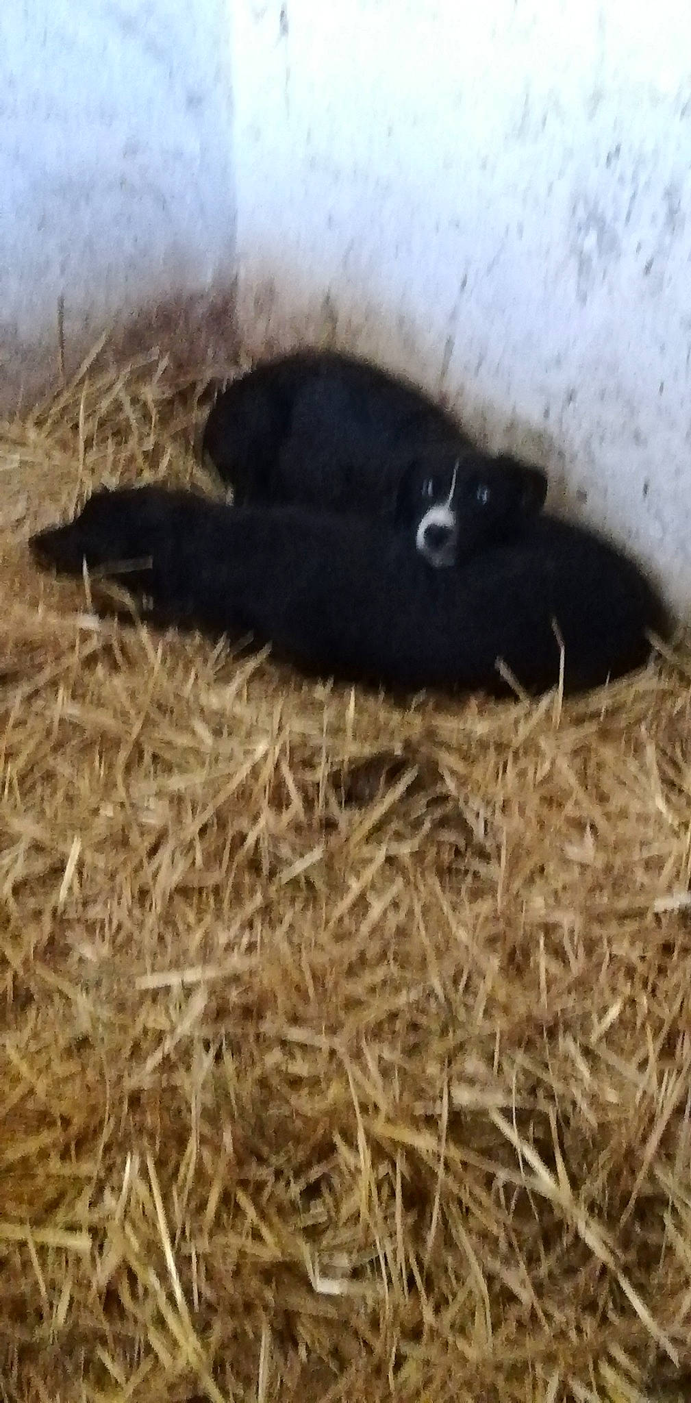Bloo participe au concours pour gagner de l'argent avec cette photo : canidae, dog_breed, event, fur, grass, natural_material, snout, soil, sporting_group, tail, terrestrial_animal, whiskers, wildlife, wood