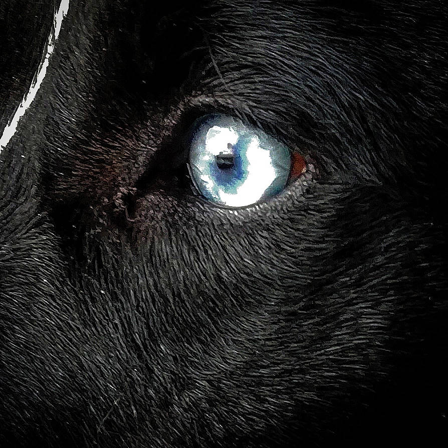 Bloo a rejoint le concours — aidez-le/la à gagner de superbes lots ! art, carnivore, darkness, dog, dog_breed, electric_blue, eyelash, fur, iris, snout, sporting_group, terrestrial_animal, whiskers, working_animal