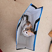 Sophie a rejoint le concours — aidez-le/la à gagner de superbes lots ! cat, kitten, calico, animal, pet, shopping_bag, reusable_bag, blue, white, orange, black, indoors, floor, furniture, curious, sitting, looking_up, cute, portrait, playful