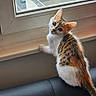 Sophie participe au concours pour gagner de l'argent avec cette photo : cat, kitten, calico, animal, pet, sitting, head_tilt, curious, wide_eyes, ears, whiskers, furry, white_fur, orange_fur, tabby_markings, indoor, window, leather_seat, portrait, cute