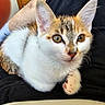 Sophie participe au concours pour gagner de l'argent avec cette photo : cat, kitten, calico, domestic_cat, animal, pet, feline, closeup, portrait, fur, whiskers, ears, eyes, paws, white_fur, orange_fur, black_fur, sitting, indoor, cuddling