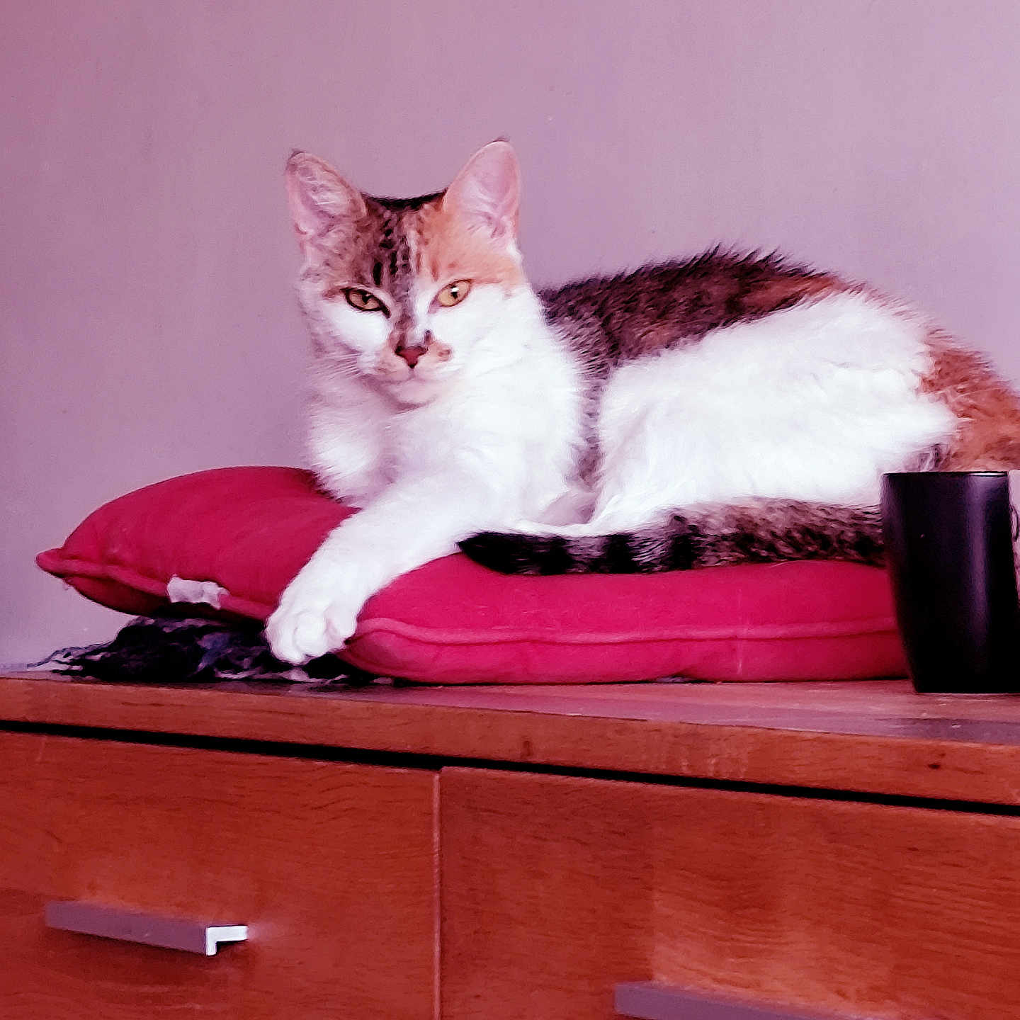 Sophie