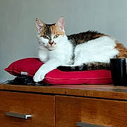 Sophie a rejoint le concours — aidez-le/la à gagner de superbes lots ! animal, calico, cat, cup, curious, cushion, domestic_cat, ears, face, furniture, home, indoor, lying_down, pet, quiet, red_cushion, relaxed, tabletop, tail, wooden_cabinet