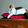 animal, calico, cat, cup, curious, cushion, domestic_cat, ears, face, furniture, home, indoor, lying_down, pet, quiet, red_cushion, relaxed, tabletop, tail, wooden_cabinet