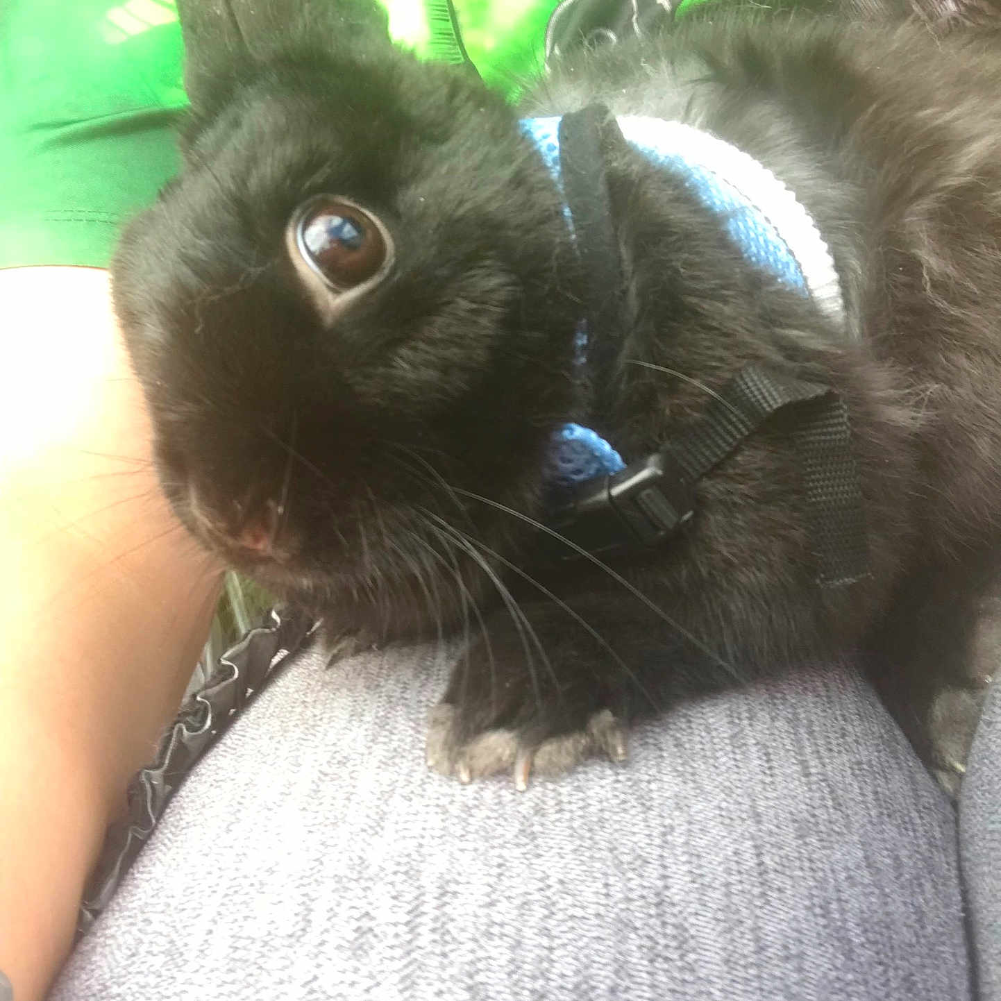 Onyx