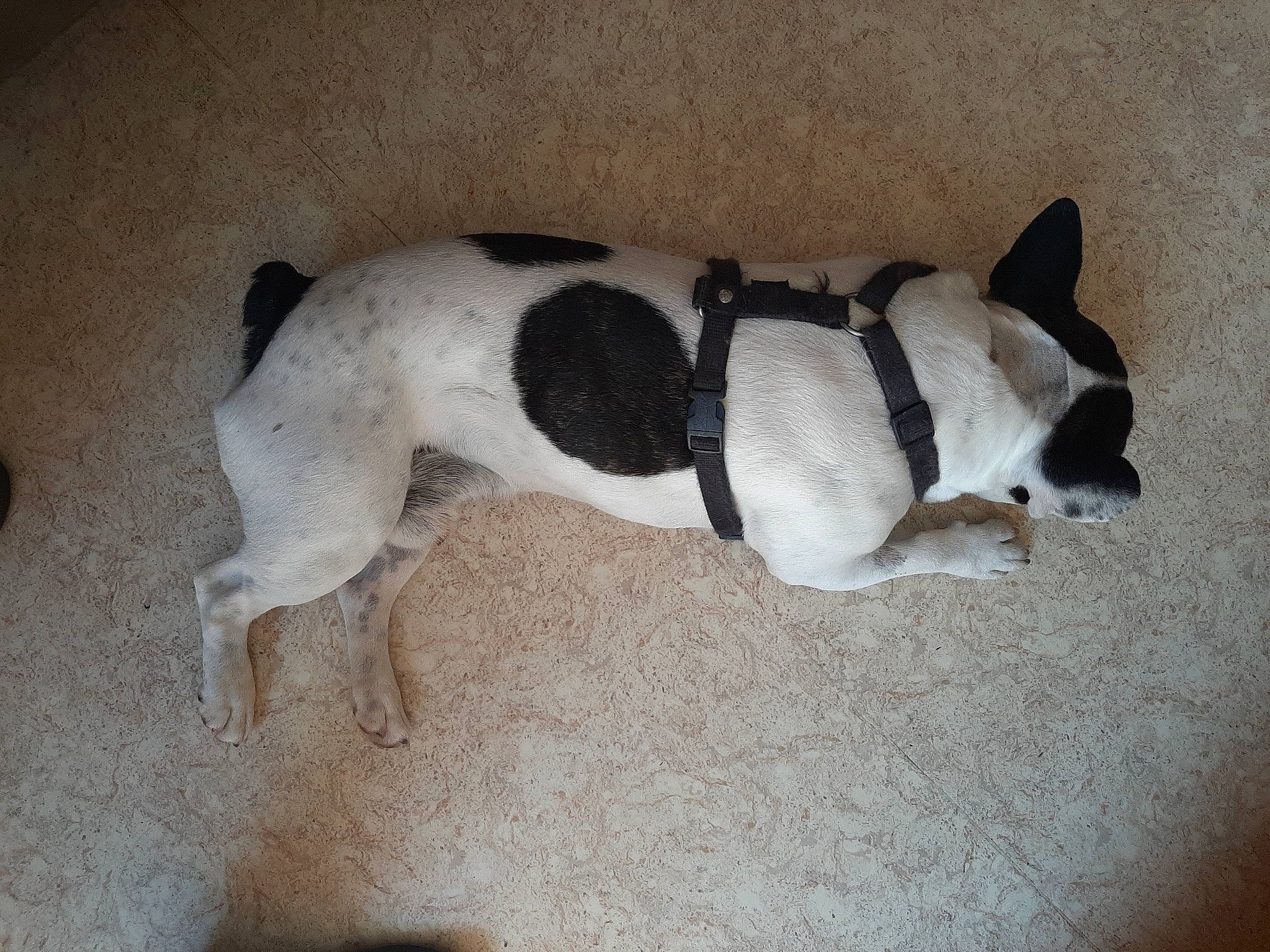 Jazz a rejoint le concours — aidez-le/la à gagner de superbes lots ! canidae, carnivore, danish_swedish_farmdog, dog, dog_breed, feist, mammal, miniature_fox_terrier, non_sporting_group, pointer, rat_terrier, ratonero_bodeguero_andaluz, smooth_fox_terrier, snout, sporting_group, tail, teddy_roosevelt_terrier, tenterfield_terrier, toy_fox_terrier, treeing_feist