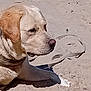 dog, labrador, beach, sand, animal, pet, outdoor, sunlight, canine, relaxed, mammal, resting, nature, summer, close_up, paw, fur, daytime, collar, quiet