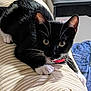 cat, tuxedo_cat, black_and_white, pet, indoor, cushion, striped, collar, whiskers, curious, feline, animal, paws, close_up, fur, playful, domestic_cat, mammal, resting, alert