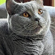 Léo a rejoint le concours — aidez-le/la à gagner de superbes lots ! cat, grey_cat, pet, feline, whiskers, golden_eyes, close_up, indoor, cozy, portrait, fur, animal, domestic_cat, relaxed, looking_away, window, soft_light, cute, mammal, companion