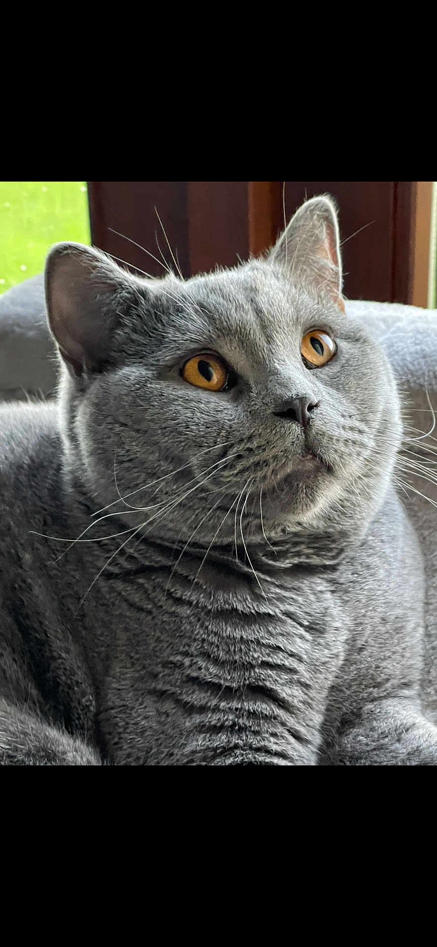 Léo a rejoint le concours — aidez-le/la à gagner de superbes lots ! cat, grey_cat, pet, feline, whiskers, golden_eyes, close_up, indoor, cozy, portrait, fur, animal, domestic_cat, relaxed, looking_away, window, soft_light, cute, mammal, companion