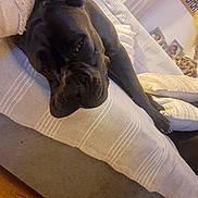 Vito a rejoint le concours — aidez-le/la à gagner de superbes lots ! dog, black_dog, couch, blanket, indoor, relaxed, pet, living_room, carpet, home, furniture, resting, sleepy, cozy, portrait, animal, canine, domestic_animal, laying, comfortable