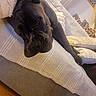 dog, black_dog, couch, blanket, indoor, relaxed, pet, living_room, carpet, home, furniture, resting, sleepy, cozy, portrait, animal, canine, domestic_animal, laying, comfortable