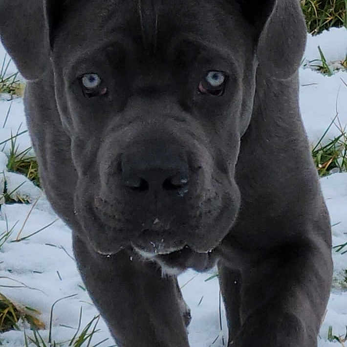 Vito a rejoint le concours — aidez-le/la à gagner de superbes lots ! dog, canine, snow, grass, outdoor, animal, pet, walking, gray, blue_eyes, winter, nature, closeup, portrait, fur, muzzle, paw, alert, young_dog, playful