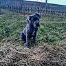 Vito a rejoint le concours — aidez-le/la à gagner de superbes lots ! dog, puppy, grass, vineyard, field, outdoor, nature, sky, cloudy, rural, curious, sitting, animal, pet, young, landscape, leafless_trees, plant, ground, daytime