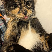 Saturn joined the competition — help win amazing prizes! cat, tortoiseshell, tongue_out, close_up, pet, feline, whiskers, fur, cute, lying_down, indoor, cozy, blanket, playful, animal, domestic_animal, mammal, face, eyes, ears