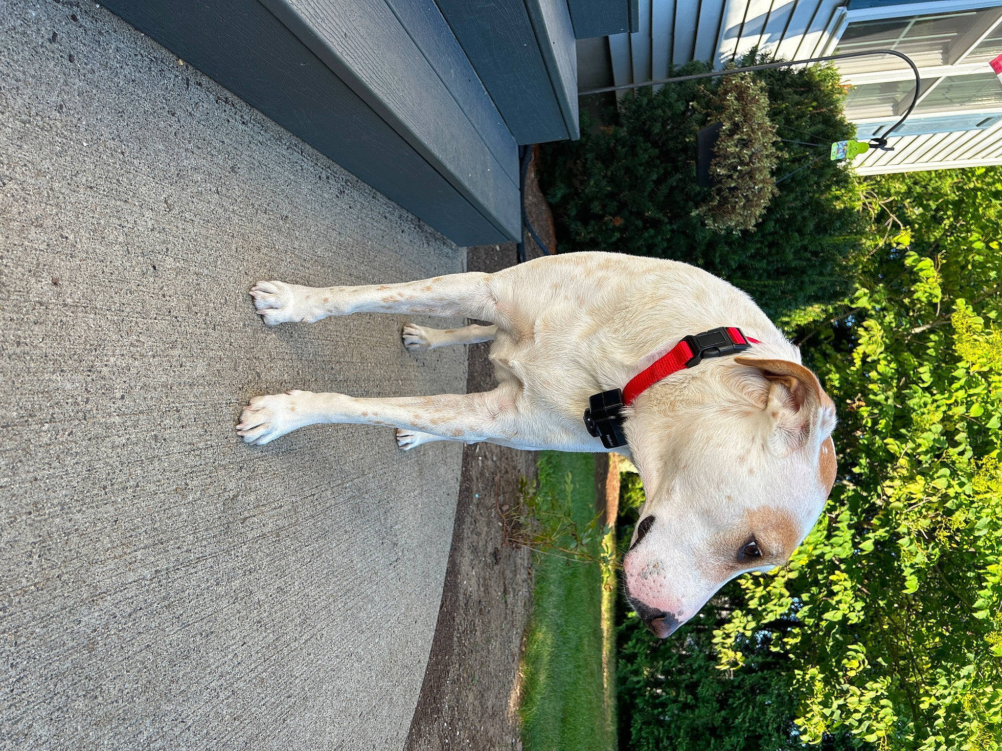 Caramel is registered to the contest to win money with this photo: asphalt, canidae, carnivore, collar, companion_dog, dog, dog_breed, dog_collar, fawn, grass, leash, mammal, non_sporting_group, pet_supply, plant, road_surface, snout, sporting_group, tail, working_animal