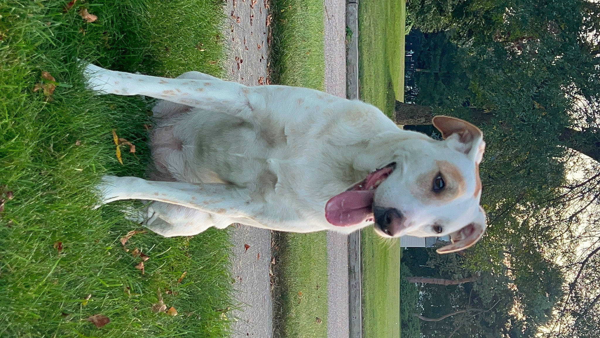 Caramel joined the competition — help win amazing prizes! canidae, carnivore, collar, companion_dog, dog, dog_breed, dog_collar, fawn, grass, jaw, non_sporting_group, pet_supply, plant, snout, sporting_group, tail, terrestrial_animal, tree, working_animal, working_dog