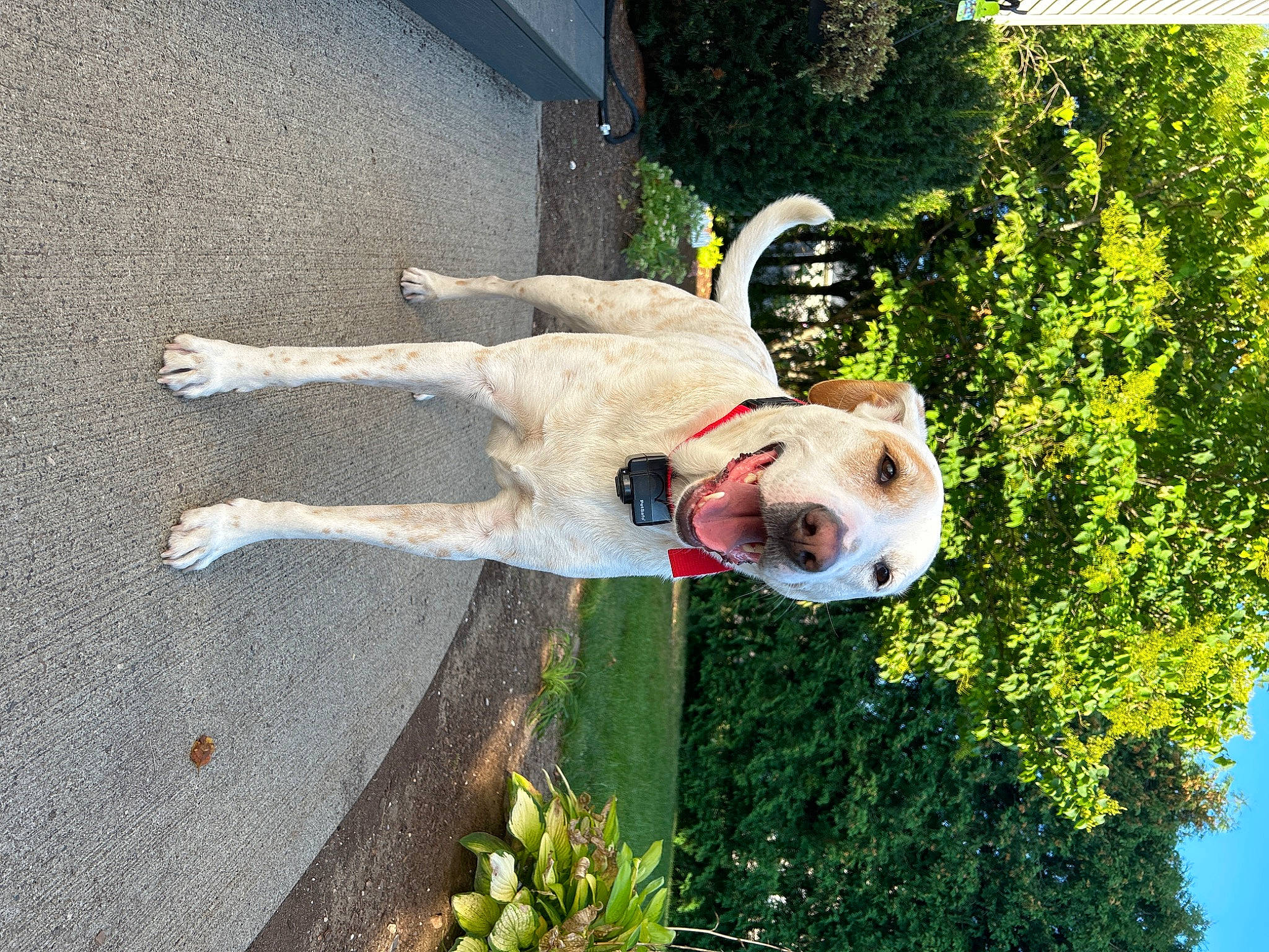 Caramel is registered to the contest to win money with this photo: canidae, carnivore, companion_dog, dog, dog_breed, fawn, flower, fun, grass, happy, leisure, people_in_nature, plant, shadow, shrub, smile, sporting_group, tree