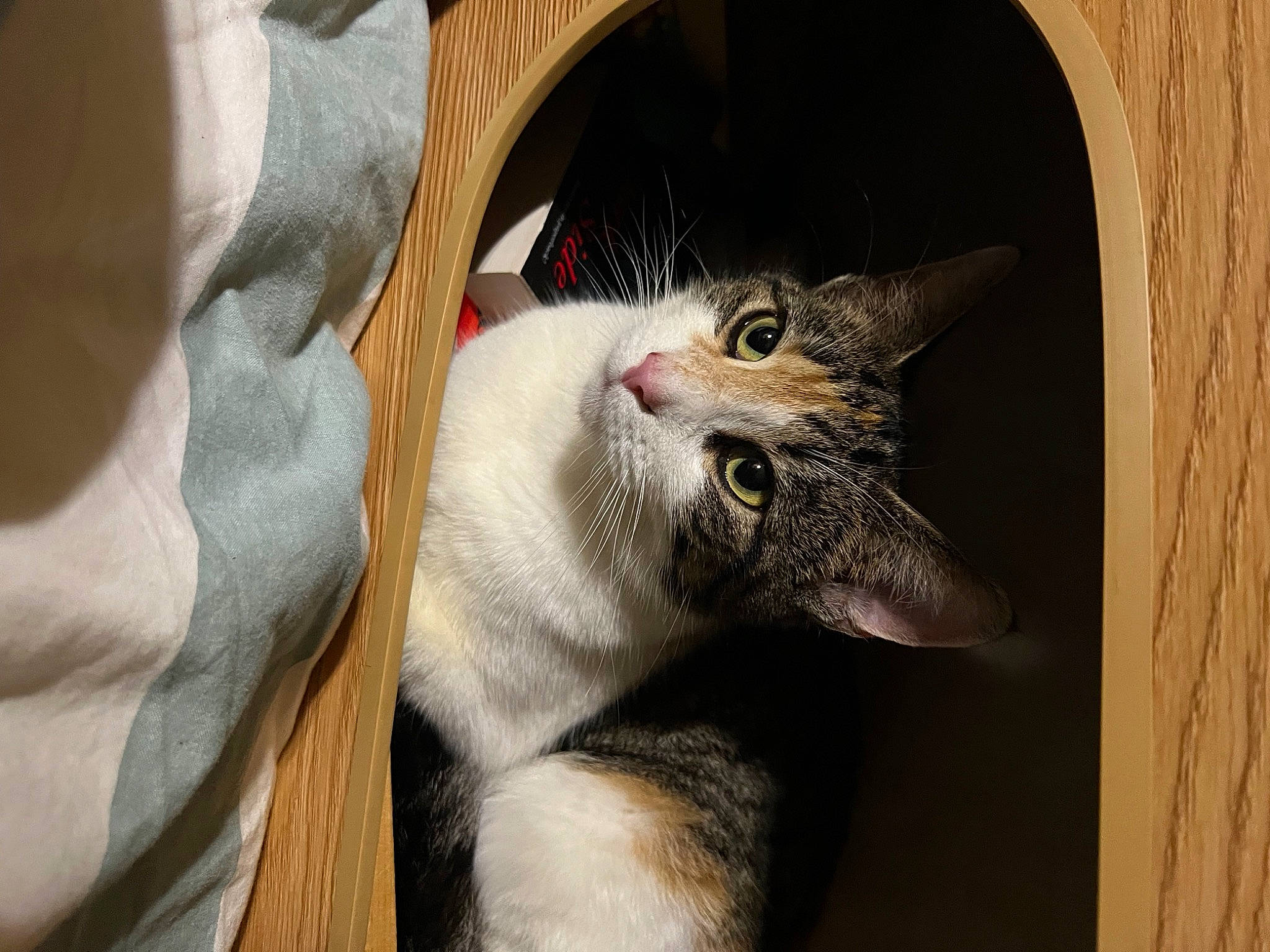 Eyeliner is registered to the contest to win money with this photo: carnivore, cat, cat_supply, claw, comfort, domestic_short_haired_cat, ear, fang, felidae, fur, grey, paw, small_to_medium_sized_cats, snout, tail, whiskers, window