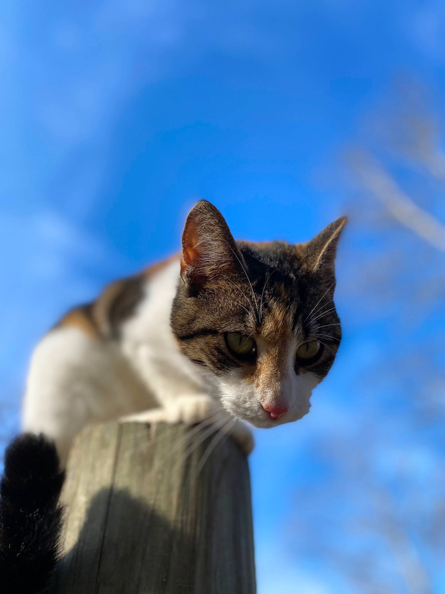 Eyeliner joined the competition — help win amazing prizes! carnivore, cat, cloud, domestic_short_haired_cat, fawn, felidae, fur, grass, plant, sky, small_to_medium_sized_cats, snout, tail, terrestrial_animal, tree, whiskers, wildlife