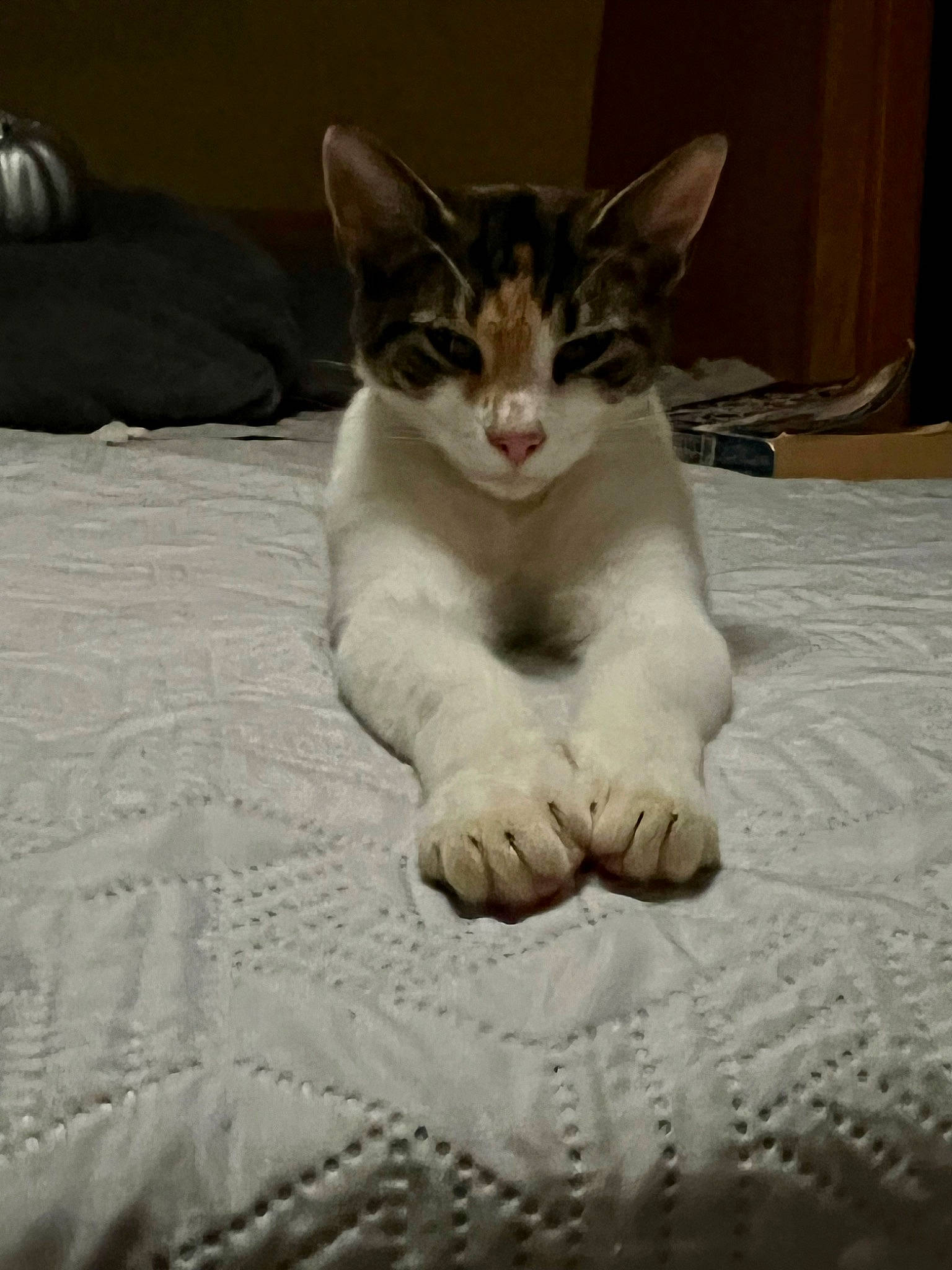 Eyeliner joined the competition — help win amazing prizes! bed, bedding, carnivore, cat, comfort, domestic_short_haired_cat, felidae, flooring, foot, fur, grey, linens, paw, small_to_medium_sized_cats, snout, tail, toe, whiskers, yawn