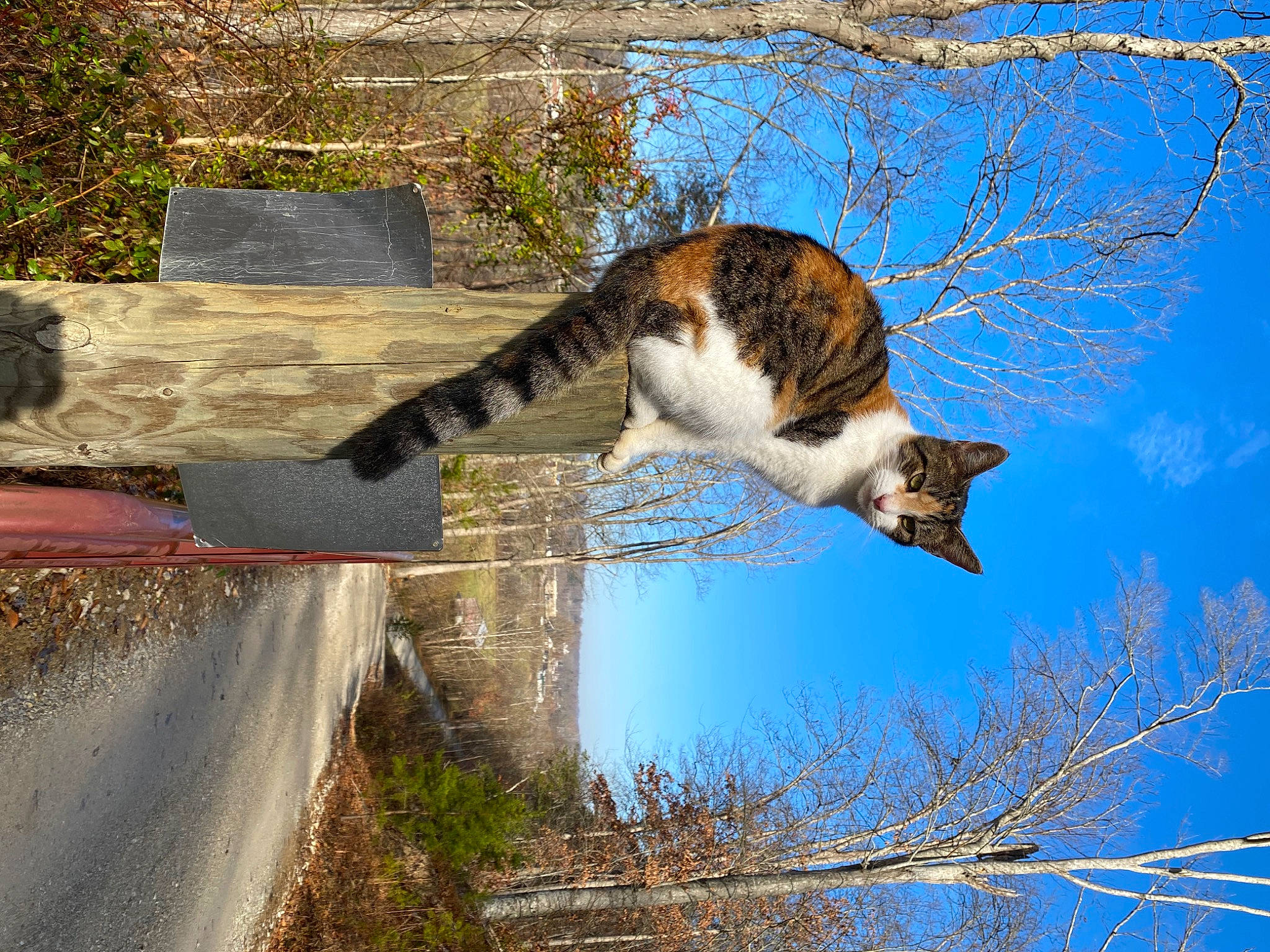 Eyeliner is registered to the contest to win money with this photo: canidae, carnivore, cat, domestic_short_haired_cat, felidae, fur, grass, plant, reflection, small_to_medium_sized_cats, sporting_group, sunlight, tail, terrestrial_animal, tree, trunk, twig, water, whiskers, wood