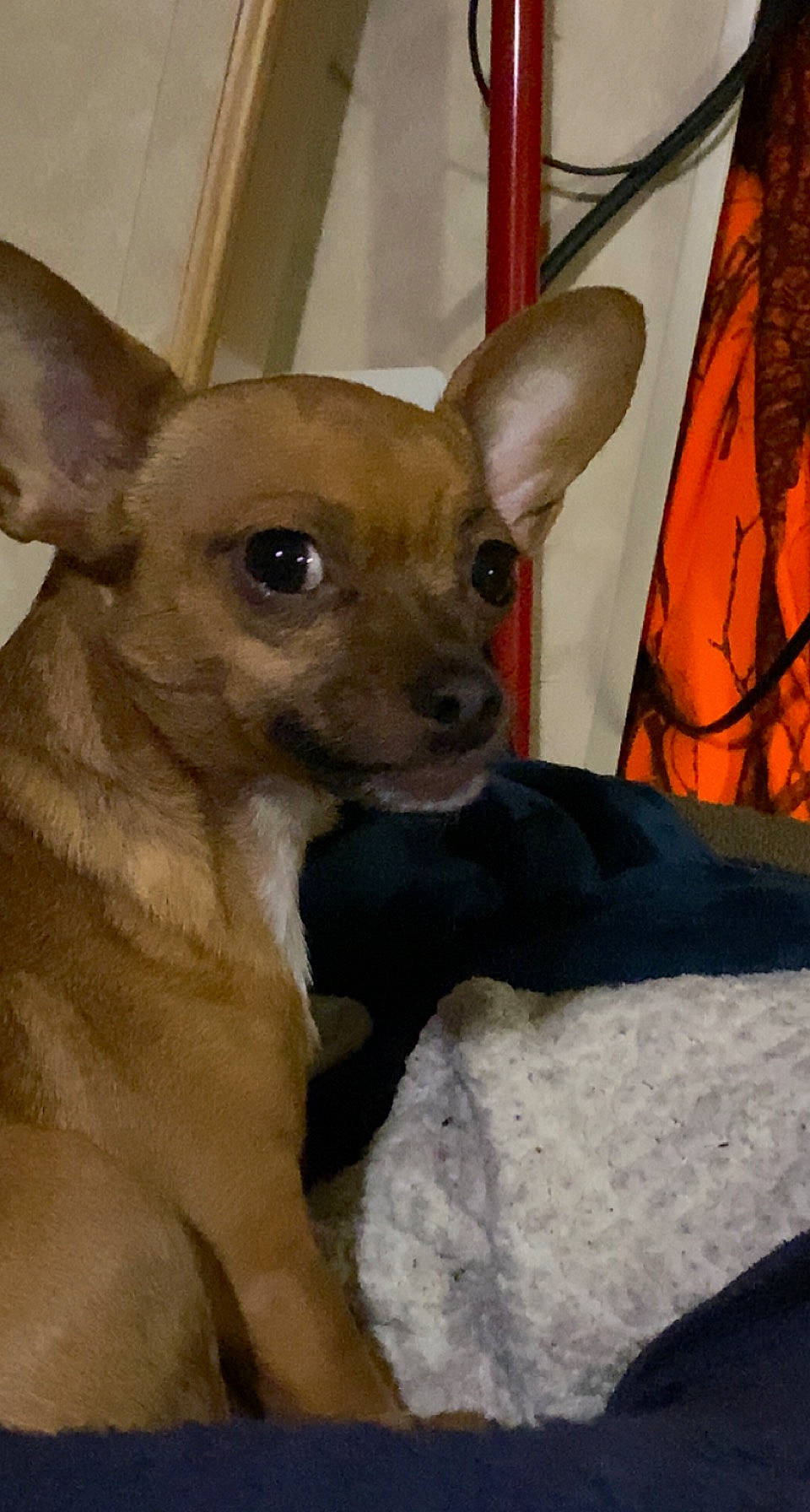 Penny joined the competition — help win amazing prizes! canidae, carnivore, chihuahua, companion_dog, corgi_chihuahua, dog, dog_breed, dog_supply, ear, event, fawn, fur, head, non_sporting_group, snout, terrestrial_animal, toy_dog, whiskers, working_animal
