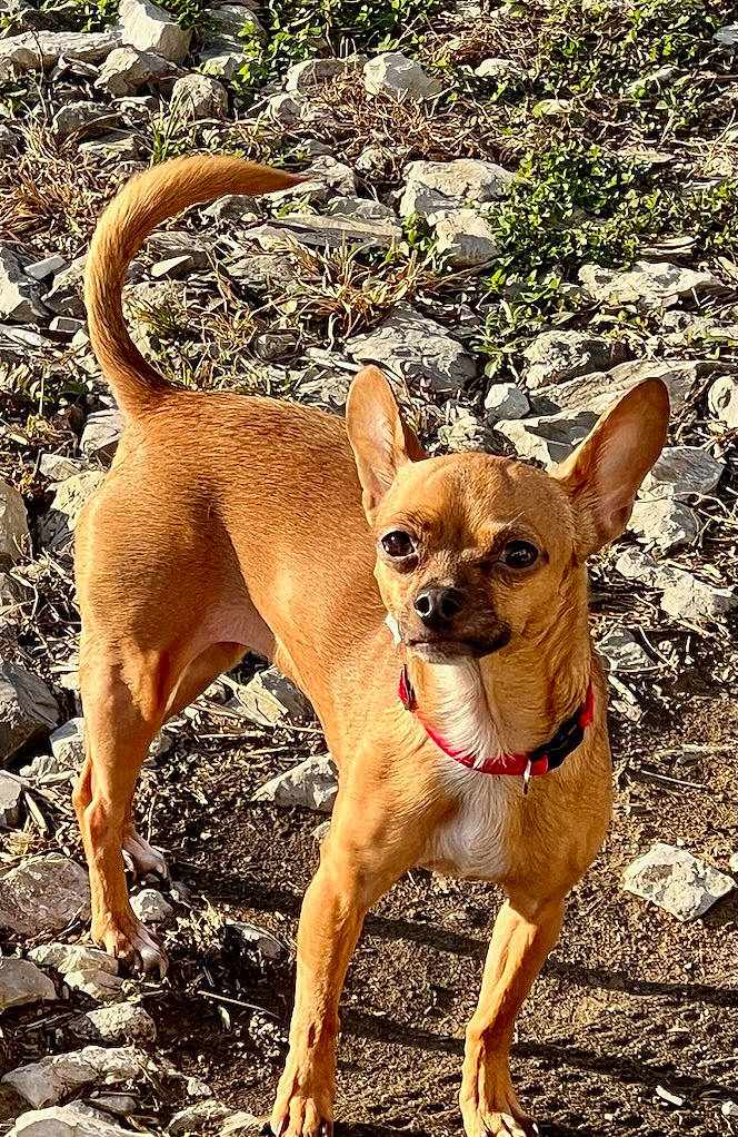 Penny is registered to the contest to win money with this photo: ancient_dog_breeds, canidae, carnivore, chihuahua, collar, companion_dog, corgi_chihuahua, dog, dog_breed, dog_collar, dog_supply, fawn, hat, liver, non_sporting_group, plant, sporting_group, terrestrial_animal, toy_dog, working_animal
