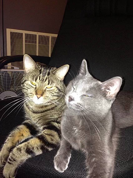 Rosie joined the competition — help win amazing prizes! carnivore, cat, claw, comfort, domestic_short_haired_cat, felidae, fur, grey, monochrome_photography, paw, sitting, small_to_medium_sized_cats, snout, tail, terrestrial_animal, whiskers