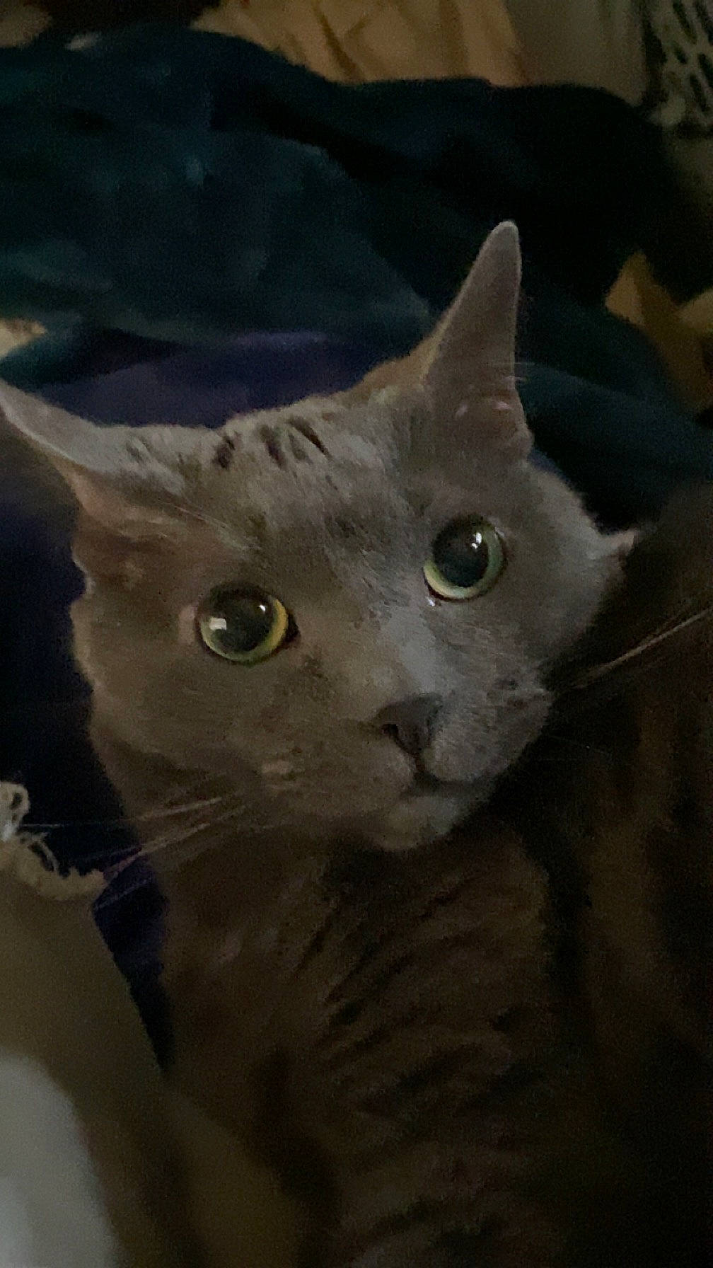 Rosie joined the competition — help win amazing prizes! carnivore, cat, domestic_short_haired_cat, felidae, fur, illustration, iris, russian_blue, small_to_medium_sized_cats, snout, whiskers, window