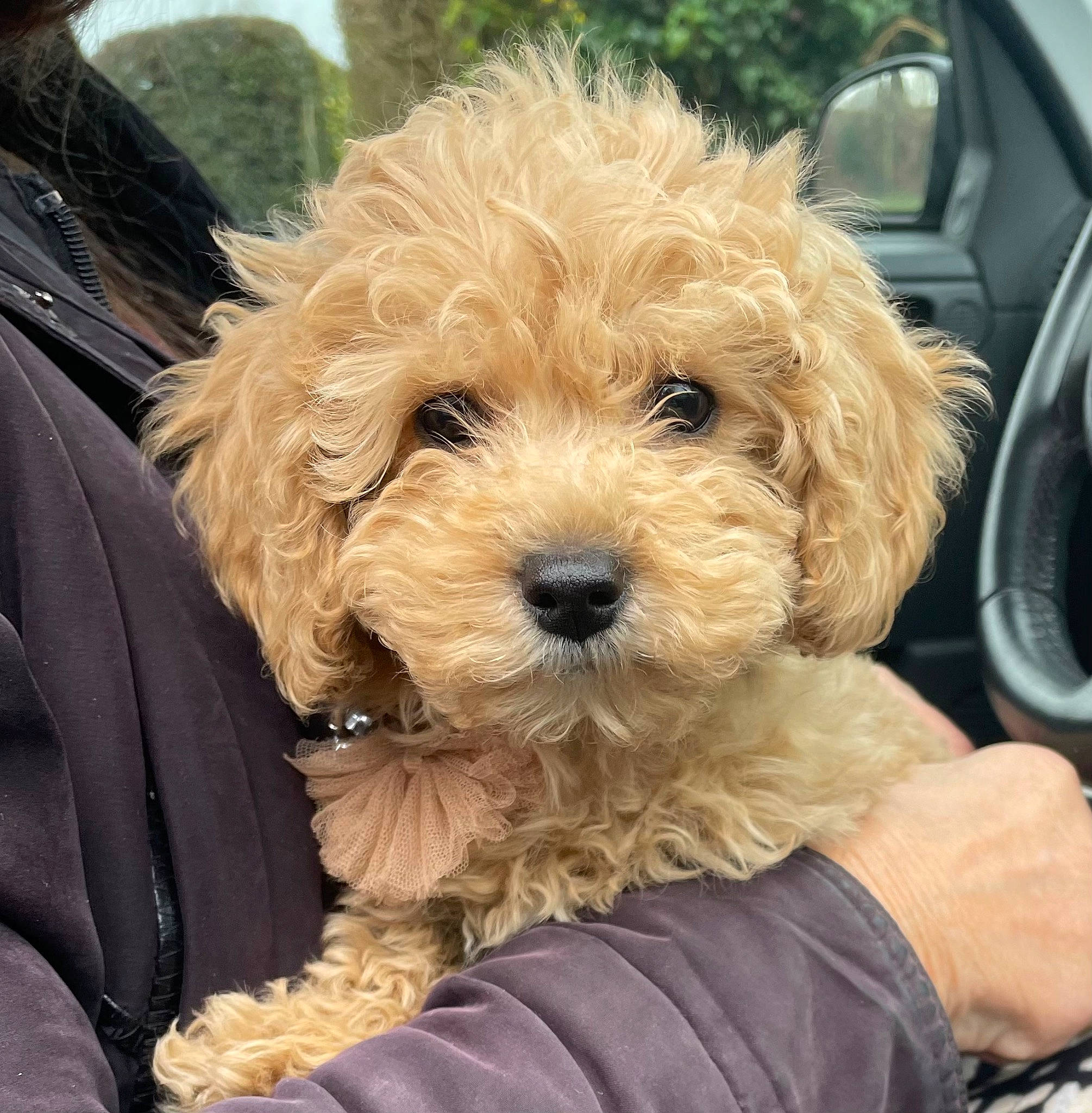 Minnie joined the competition — help win amazing prizes! automotive_mirror, canidae, car_seat, carnivore, companion_dog, dog, dog_breed, fur, labradoodle, liver, maltepoo, motor_vehicle, non_sporting_group, shih_poo, snout, sporting_group, toy_dog, windshield, working_animal, yorkipoo