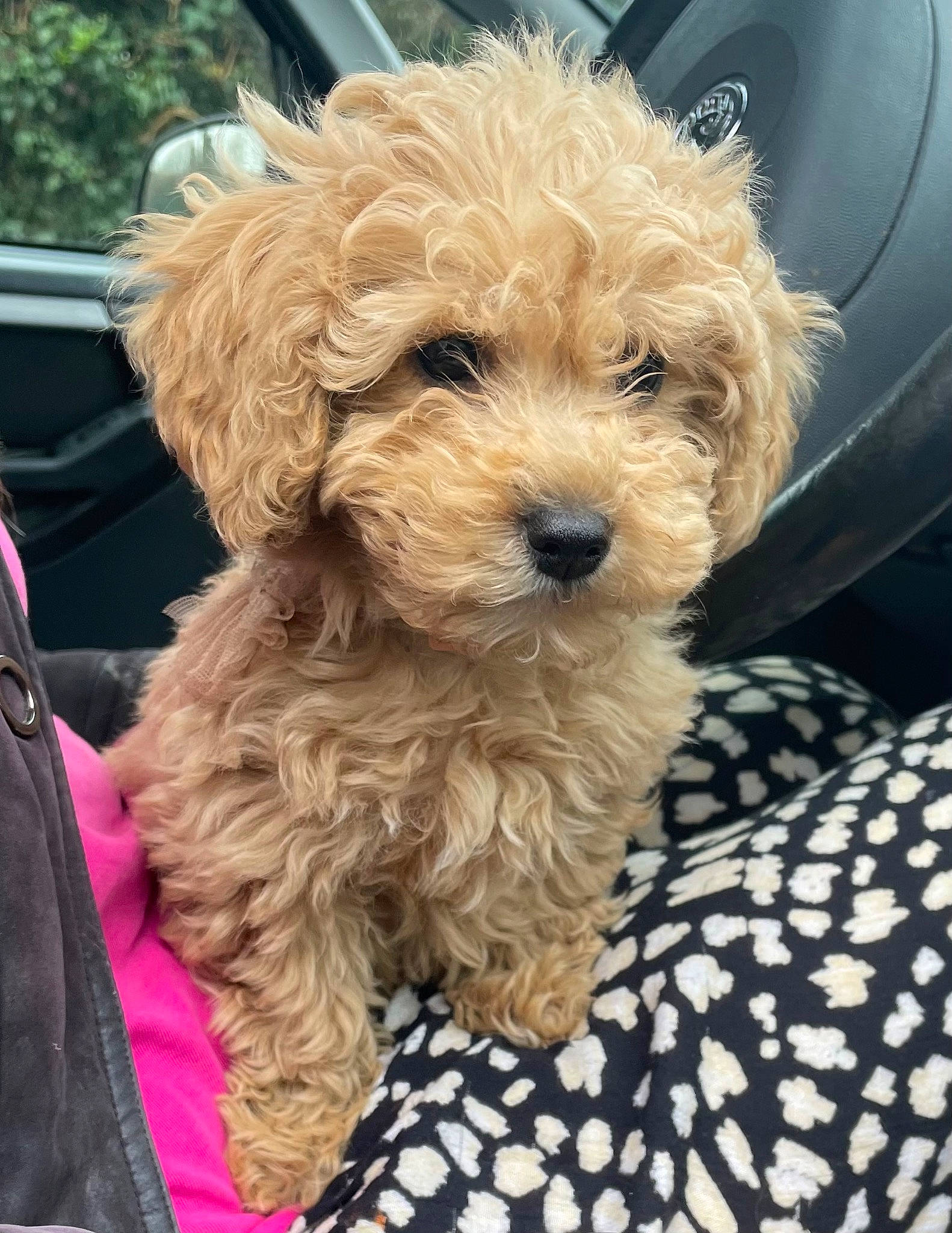 Minnie is registered to the contest to win money with this photo: canidae, car, carnivore, companion_dog, dog, dog_breed, dog_collar, fur, maltepoo, motor_vehicle, poodle, shih_poo, small_terrier, snout, sporting_group, terrier, toy_dog, vehicle_door, water_dog, yorkipoo