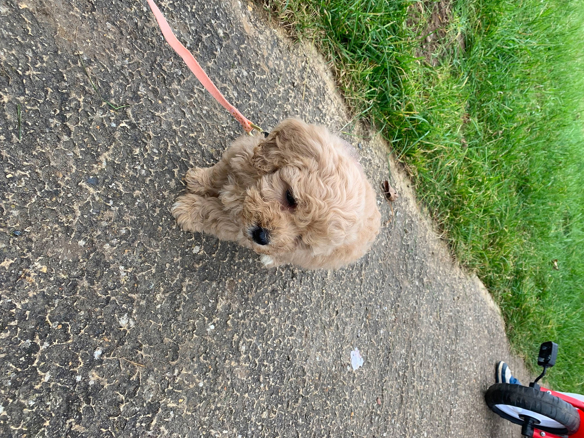 Minnie joined the competition — help win amazing prizes! asphalt, canidae, carnivore, companion_dog, concrete, dog, dog_breed, fawn, fur, grass, groundcover, plant, road, road_surface, sidewalk, snout, soil, sporting_group, tail, terrier